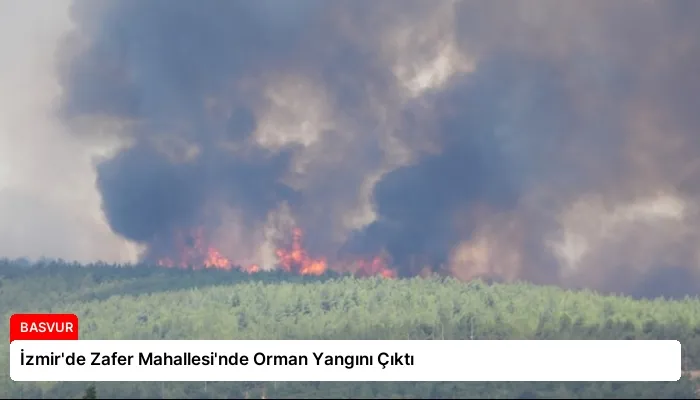 İzmir’de Zafer Mahallesi’nde Orman Yangını Çıktı