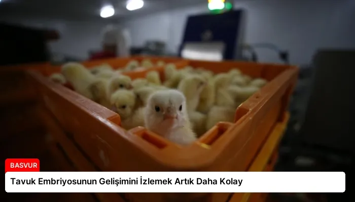 Tavuk Embriyosunun Gelişimini İzlemek Artık Daha Kolay