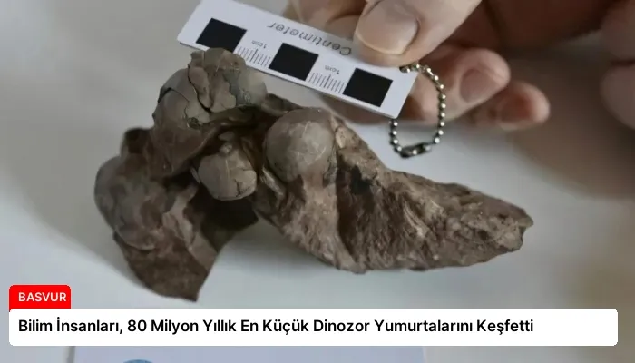 Bilim İnsanları, 80 Milyon Yıllık En Küçük Dinozor Yumurtalarını Keşfetti