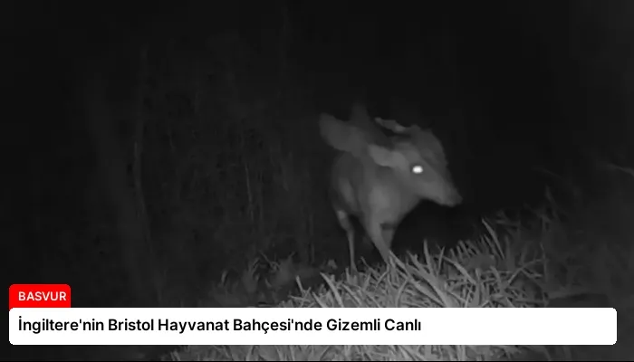 İngiltere’nin Bristol Hayvanat Bahçesi’nde Gizemli Canlı