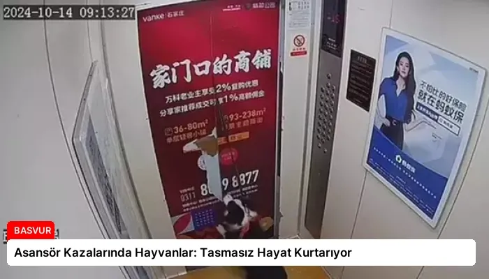 Asansör Kazalarında Hayvanlar: Tasmasız Hayat Kurtarıyor