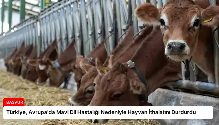 Türkiye, Avrupa’da Mavi Dil Hastalığı Nedeniyle Hayvan İthalatını Durdurdu