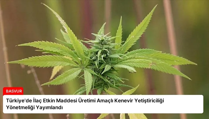 Türkiye’de İlaç Etkin Maddesi Üretimi Amaçlı Kenevir Yetiştiriciliği Yönetmeliği Yayımlandı
