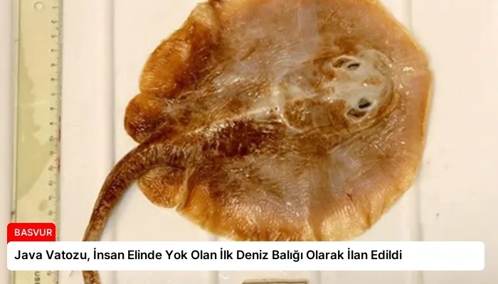 Java Vatozu, İnsan Elinde Yok Olan İlk Deniz Balığı Olarak İlan Edildi