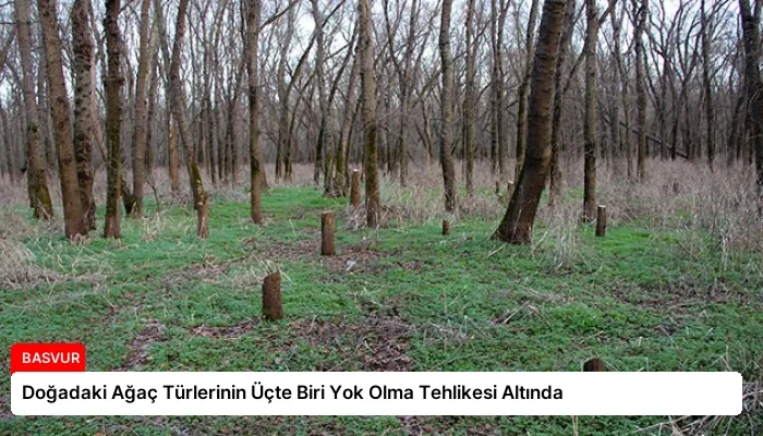 Doğadaki Ağaç Türlerinin Üçte Biri Yok Olma Tehlikesi Altında