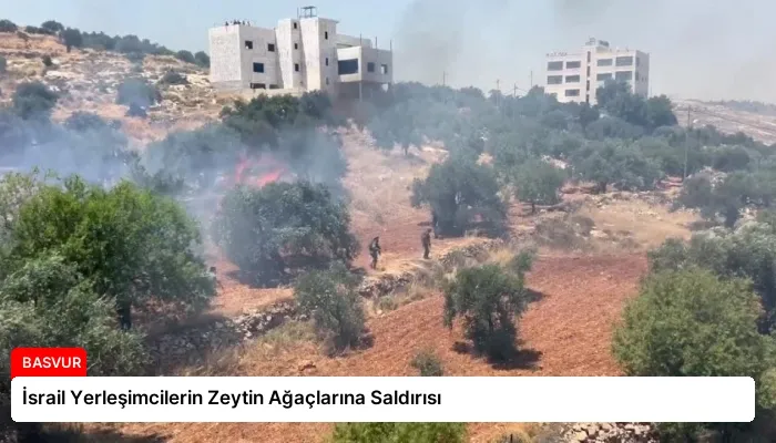İsrail Yerleşimcilerin Zeytin Ağaçlarına Saldırısı