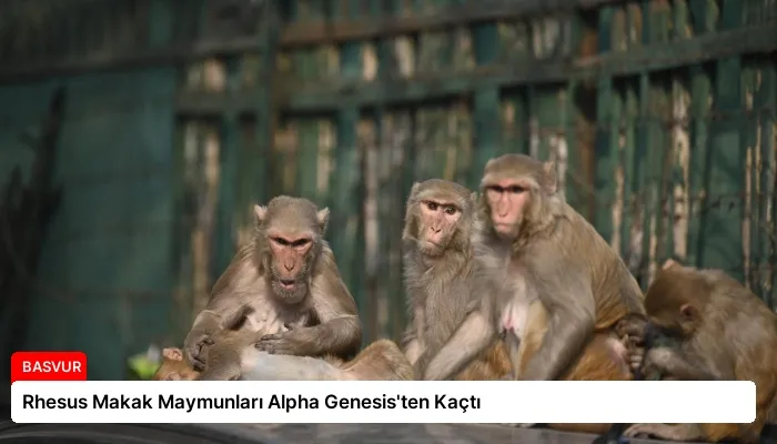 Rhesus Makak Maymunları Alpha Genesis’ten Kaçtı
