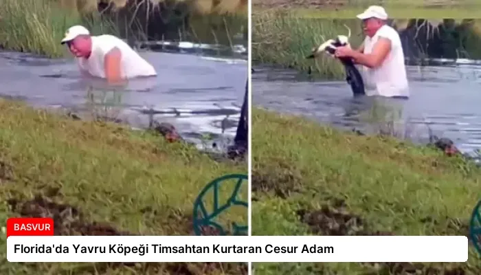Florida’da Yavru Köpeği Timsahtan Kurtaran Cesur Adam