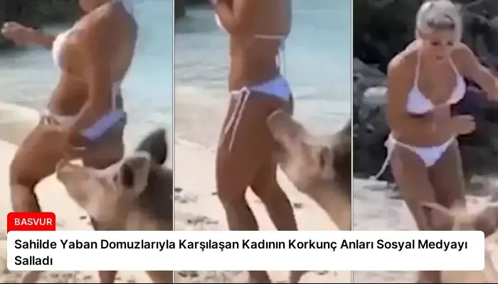 Sahilde Yaban Domuzlarıyla Karşılaşan Kadının Korkunç Anları Sosyal Medyayı Salladı