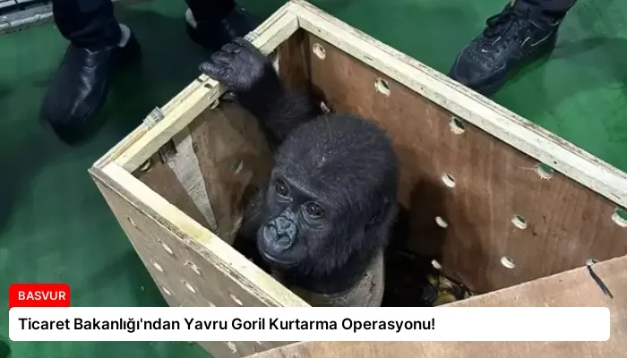 Ticaret Bakanlığı’ndan Yavru Goril Kurtarma Operasyonu!
