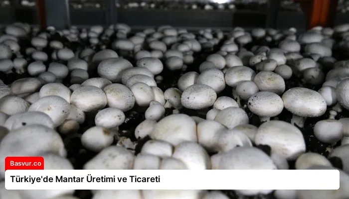 Türkiye’de Mantar Üretimi ve Ticareti