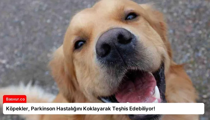 Köpekler, Parkinson Hastalığını Koklayarak Teşhis Edebiliyor!