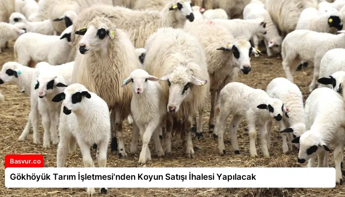 Gökhöyük Tarım İşletmesi’nden Koyun Satışı İhalesi Yapılacak