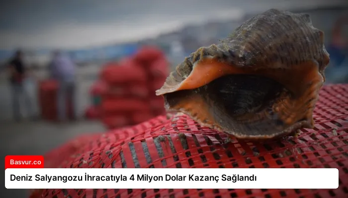 Deniz Salyangozu İhracatıyla 4 Milyon Dolar Kazanç Sağlandı