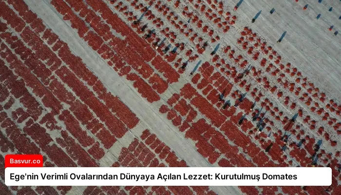 Ege’nin Verimli Ovalarından Dünyaya Açılan Lezzet: Kurutulmuş Domates