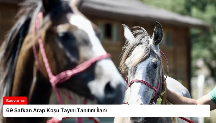 69 Safkan Arap Koşu Tayını Tanıtım İlanı