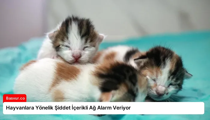 Hayvanlara Yönelik Şiddet İçerikli Ağ Alarm Veriyor