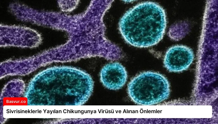 Sivrisineklerle Yayılan Chikungunya Virüsü ve Alınan Önlemler
