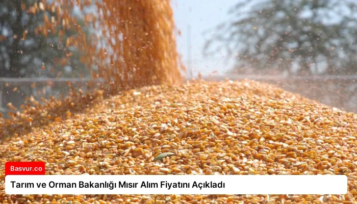 Tarım ve Orman Bakanlığı Mısır Alım Fiyatını Açıkladı