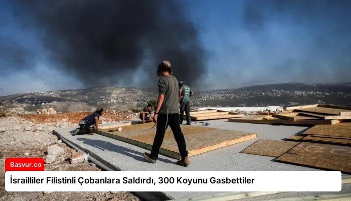 İsrailliler Filistinli Çobanlara Saldırdı, 300 Koyunu Gasbettiler