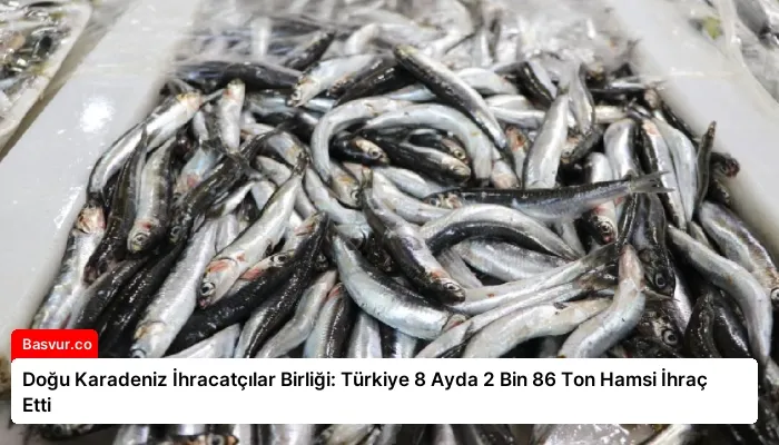 Doğu Karadeniz İhracatçılar Birliği: Türkiye 8 Ayda 2 Bin 86 Ton Hamsi İhraç Etti