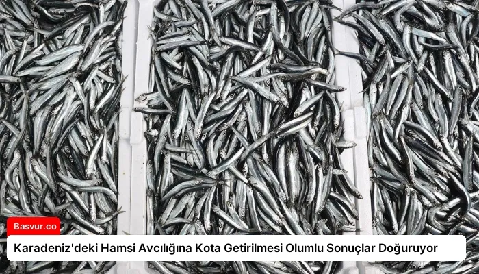 Karadeniz’deki Hamsi Avcılığına Kota Getirilmesi Olumlu Sonuçlar Doğuruyor
