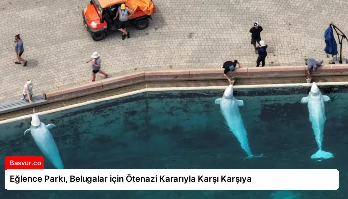 Eğlence Parkı, Belugalar için Ötenazi Kararıyla Karşı Karşıya