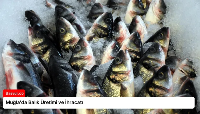 Muğla’da Balık Üretimi ve İhracatı