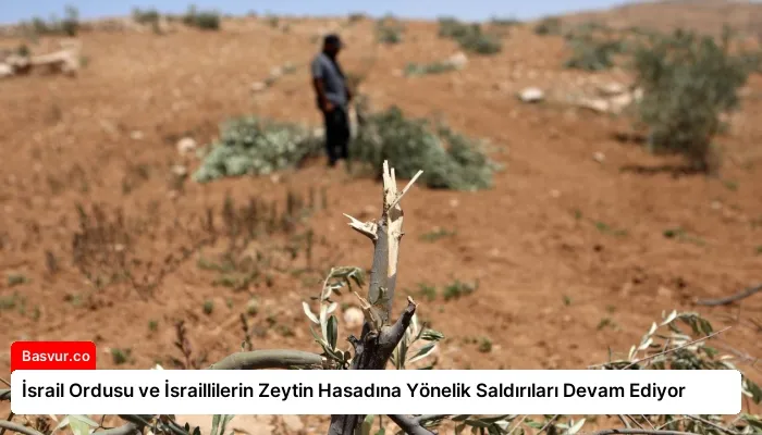 İsrail Ordusu ve İsraillilerin Zeytin Hasadına Yönelik Saldırıları Devam Ediyor