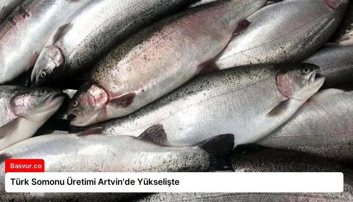 Türk Somonu Üretimi Artvin’de Yükselişte