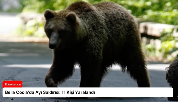 Bella Coola’da Ayı Saldırısı: 11 Kişi Yaralandı