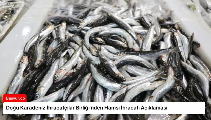 Doğu Karadeniz İhracatçılar Birliği’nden Hamsi İhracatı Açıklaması