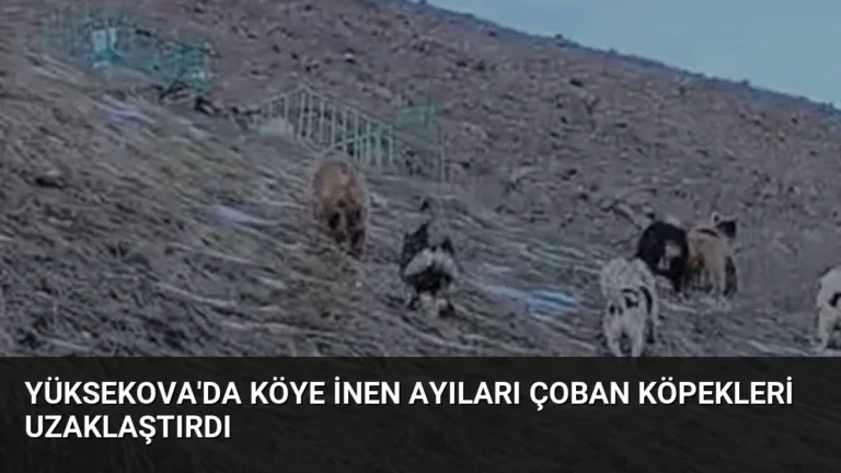 Yüksekova’da Köye İnen Ayıları Çoban Köpekleri Uzaklaştırdı
