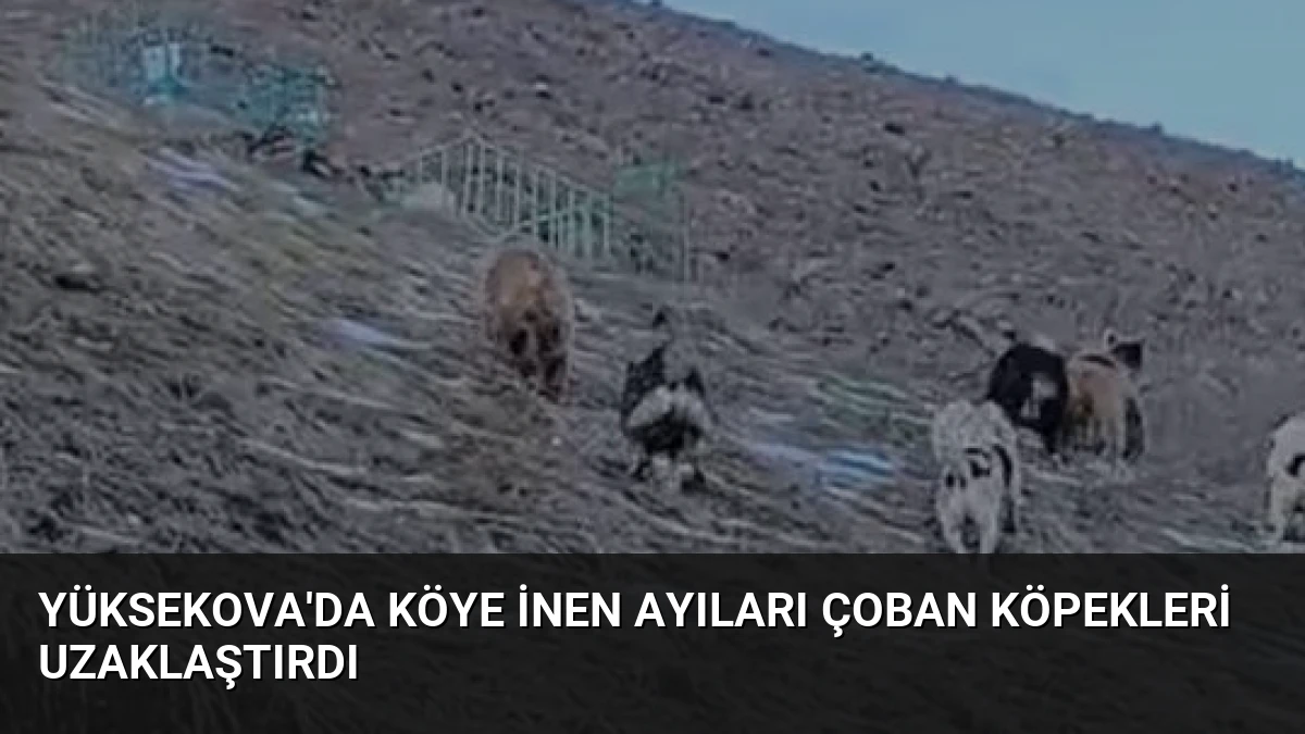 Yüksekova’da Köye İnen Ayıları Çoban Köpekleri Uzaklaştırdı