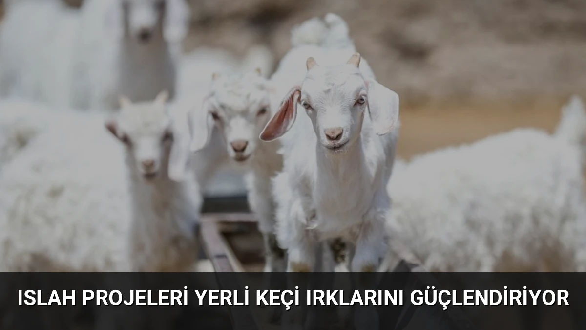 Islah Projeleri Yerli Keçi Irklarını Güçlendiriyor