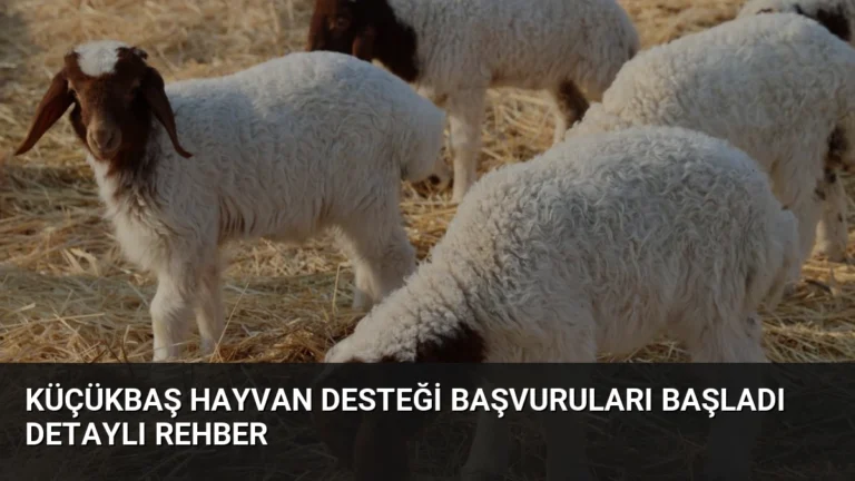 Küçükbaş Hayvan Desteği Başvuruları Başladı Detaylı Rehber