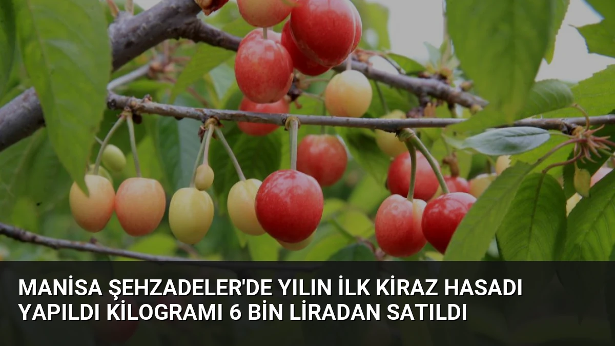 Manisa Şehzadeler’de Yılın İlk Kiraz Hasadı Yapıldı Kilogramı 6 Bin Liradan Satıldı