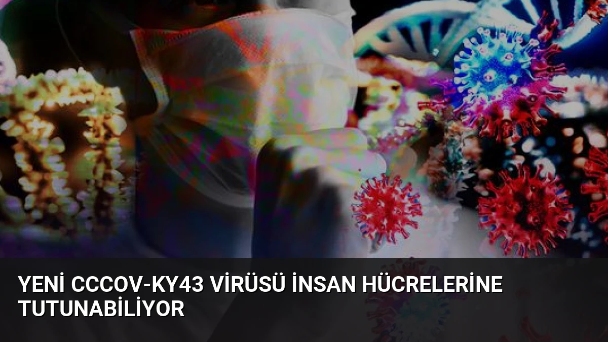 Yeni CcCoV-KY43 Virüsü İnsan Hücrelerine Tutunabiliyor