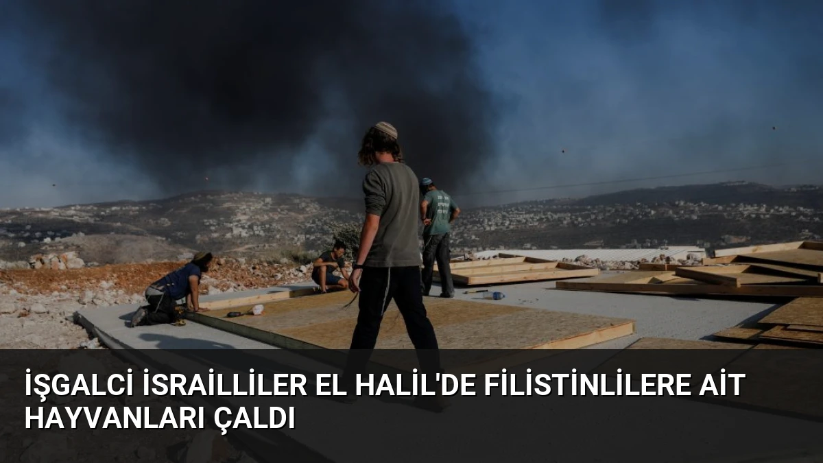 İşgalci İsrailliler El Halil’de Filistinlilere Ait Hayvanları Çaldı
