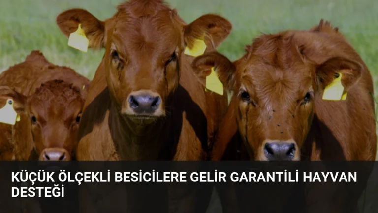 Küçük Ölçekli Besicilere Gelir Garantili Hayvan Desteği