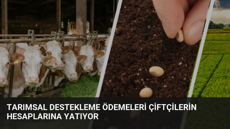 Tarımsal Destekleme Ödemeleri Çiftçilerin Hesaplarına Yatıyor