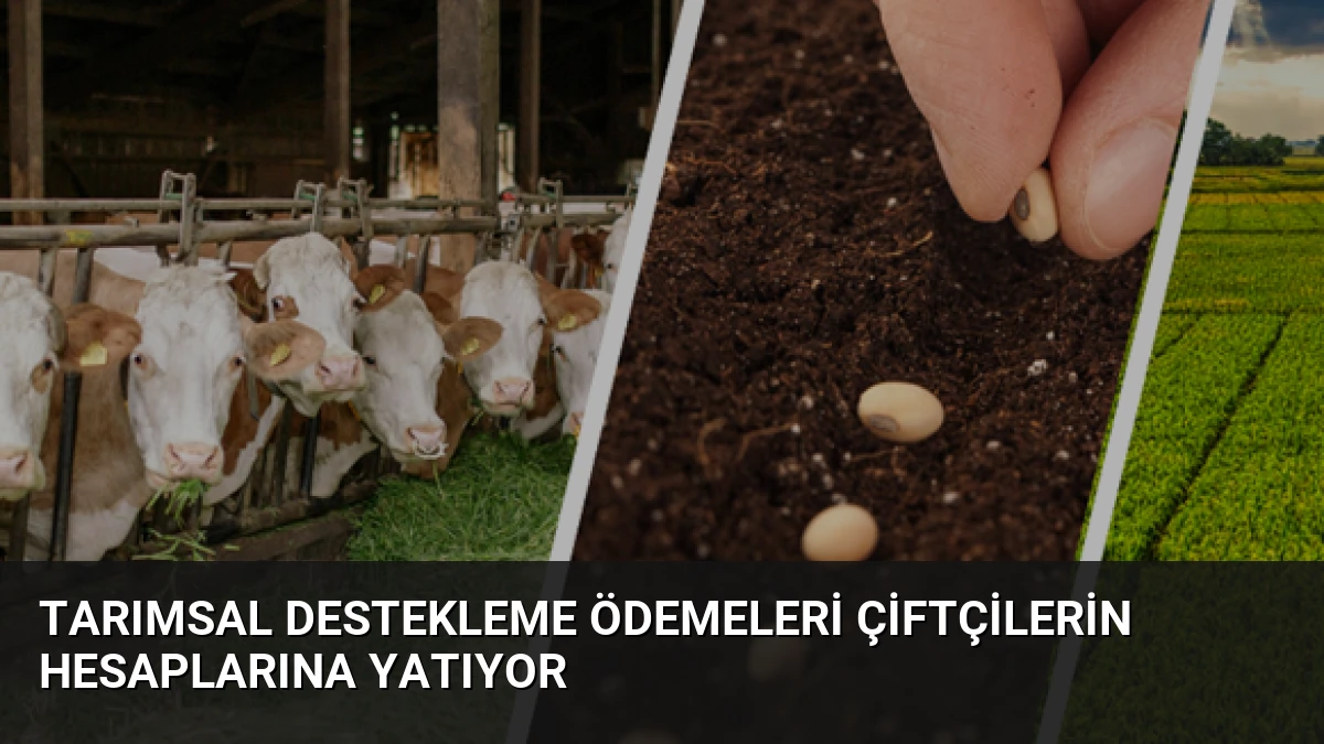 Tarımsal Destekleme Ödemeleri Çiftçilerin Hesaplarına Yatıyor