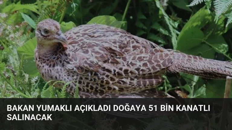 Bakan Yumaklı Açıkladı Doğaya 51 Bin Kanatlı Salınacak