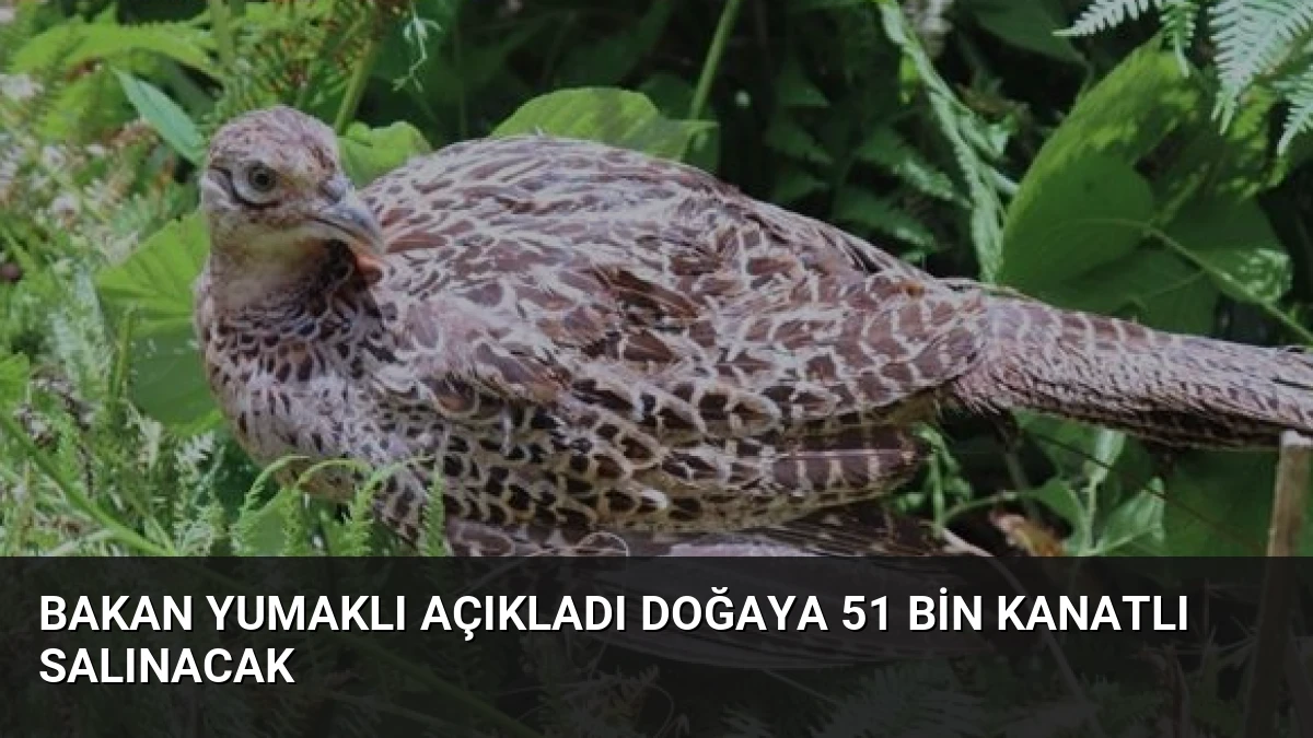 Bakan Yumaklı Açıkladı Doğaya 51 Bin Kanatlı Salınacak