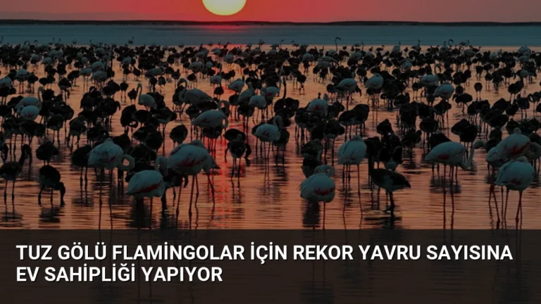 Tuz Gölü Flamingolar İçin Rekor Yavru Sayısına Ev Sahipliği Yapıyor