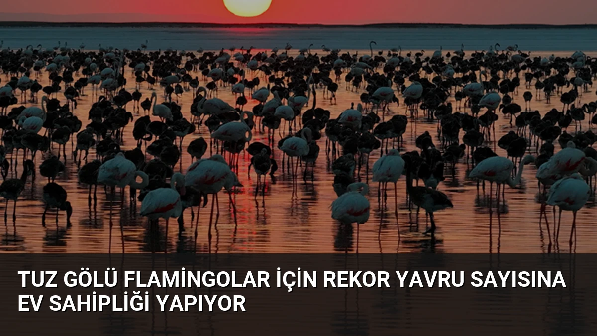 Tuz Gölü Flamingolar İçin Rekor Yavru Sayısına Ev Sahipliği Yapıyor